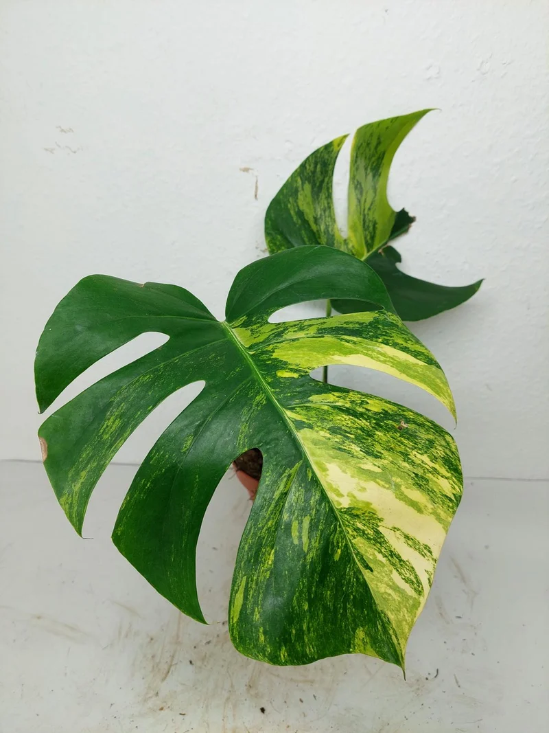 Monstera Aurea Stecklinge
