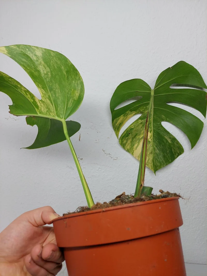 Monstera Aurea Stecklinge