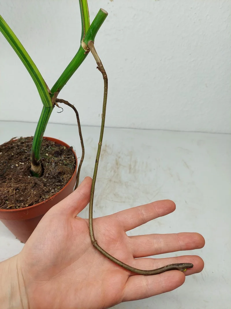 Monstera Aurea Stecklinge