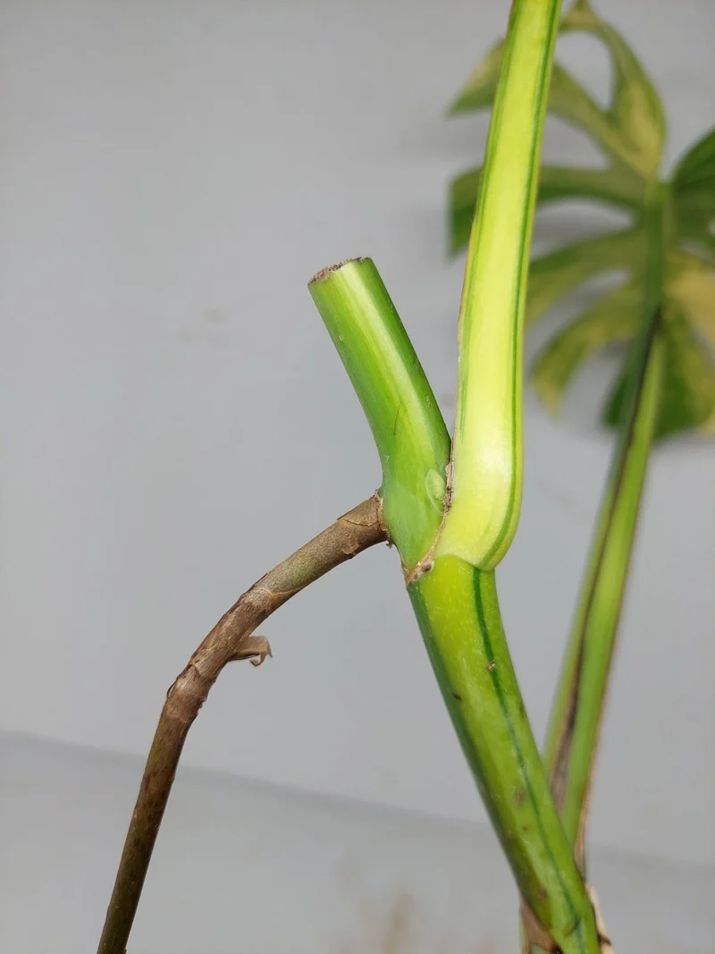 Monstera Aurea Stecklinge