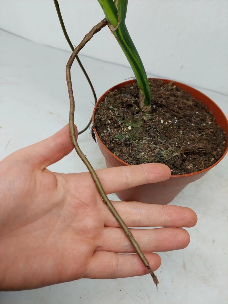 Monstera Aurea Stecklinge