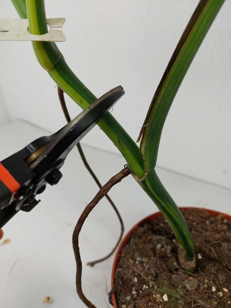 Monstera Aurea Stecklinge