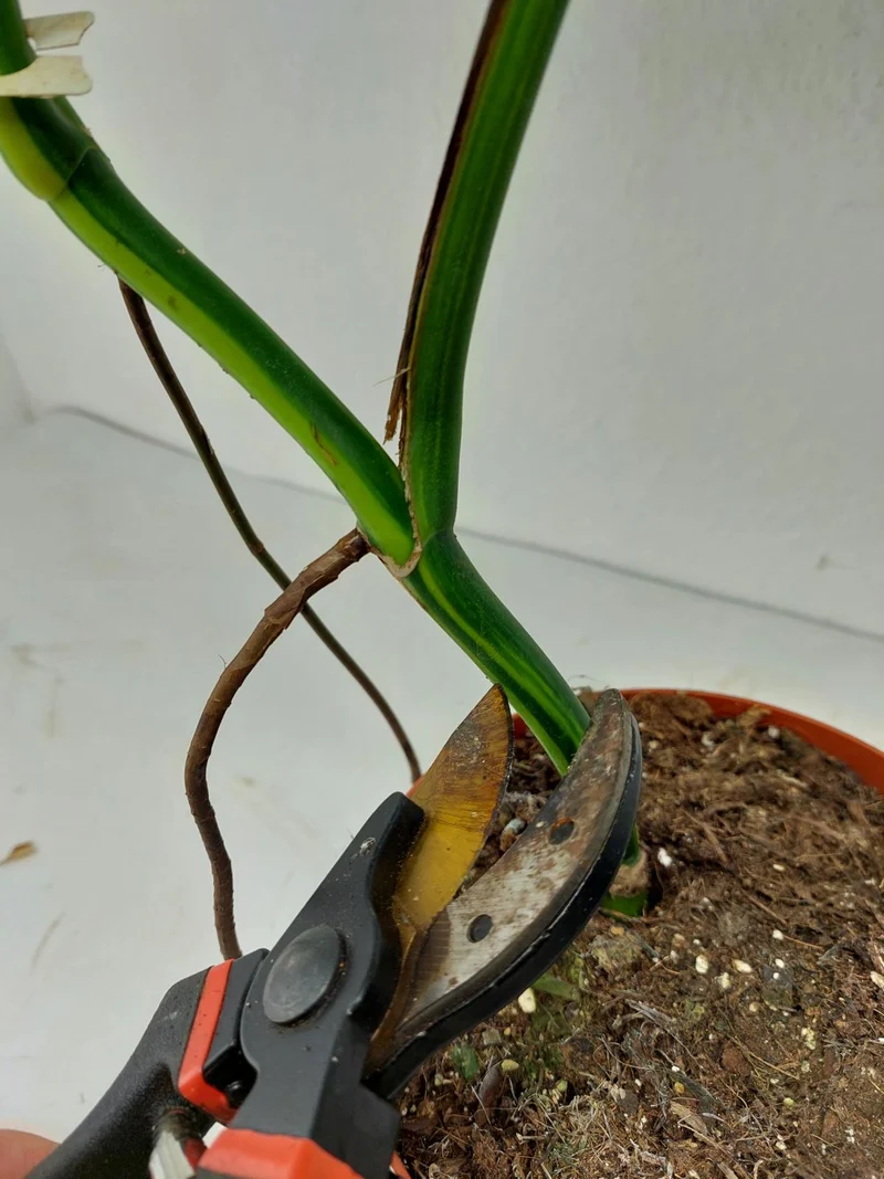Monstera Aurea Stecklinge