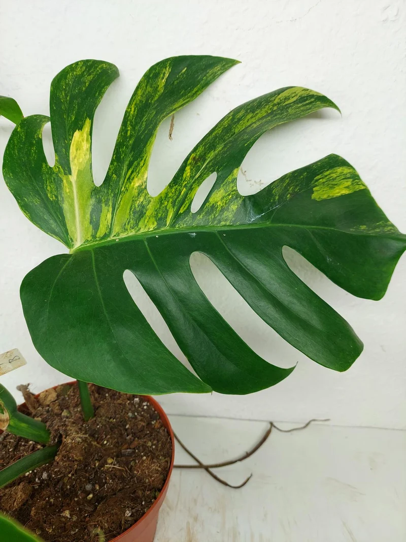 Monstera Aurea Stecklinge