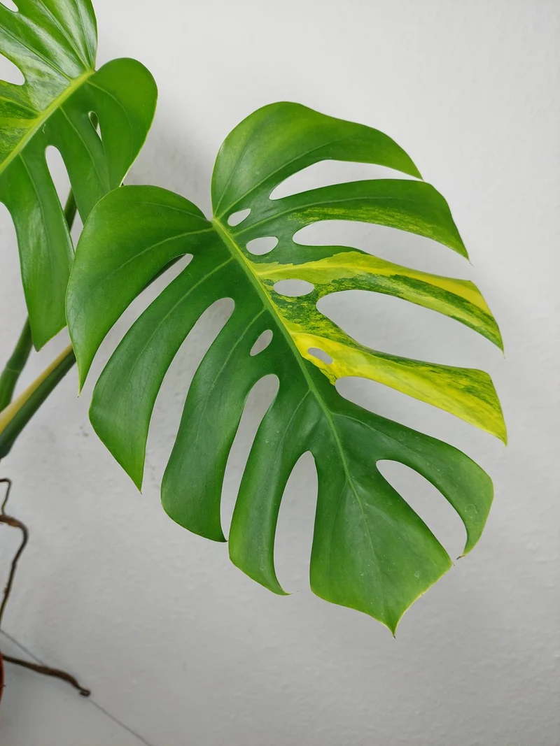 Monstera Aurea Stecklinge