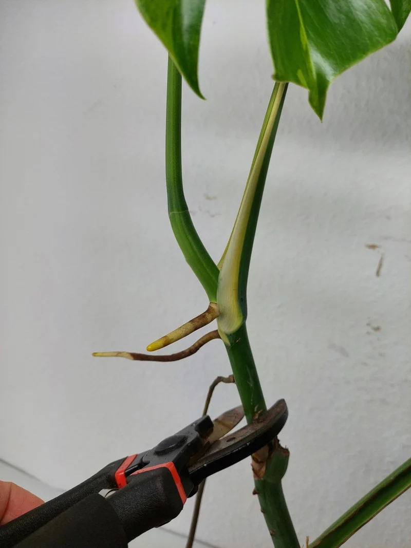 Monstera Aurea Stecklinge