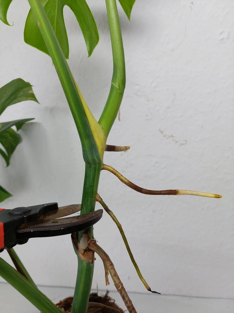 Monstera Aurea Stecklinge