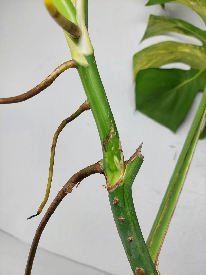 Monstera Aurea Stecklinge