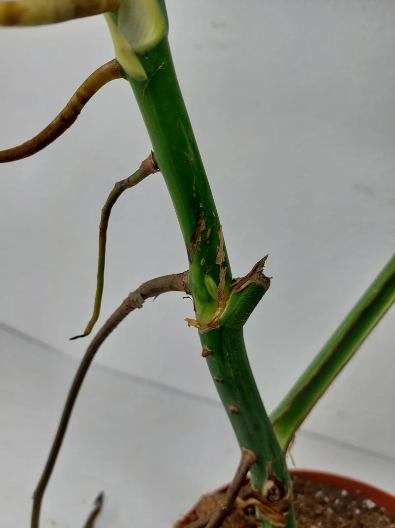 Monstera Aurea Stecklinge
