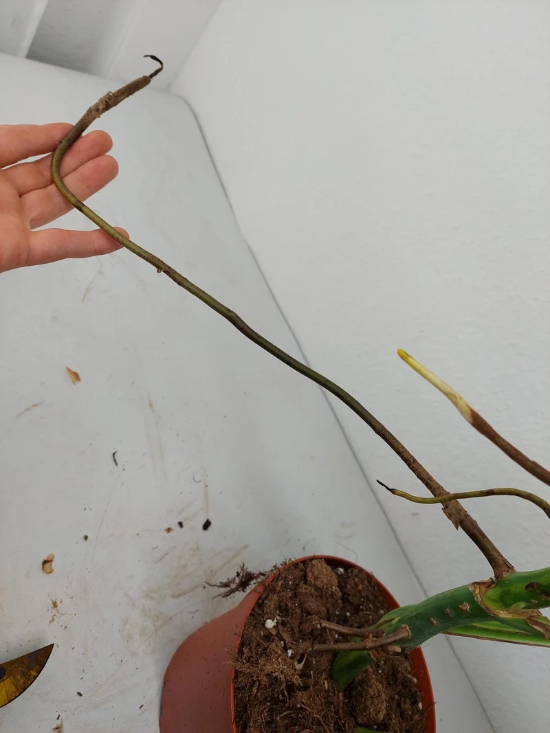 Monstera Aurea Stecklinge