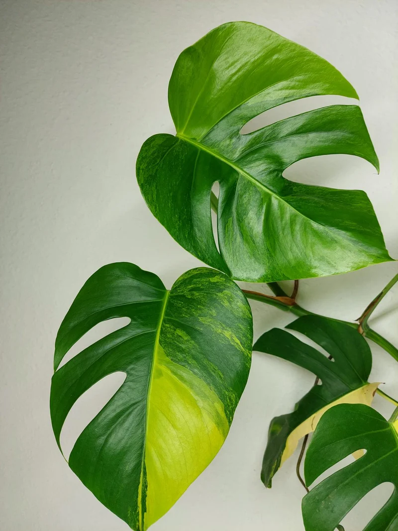 Monstera Aurea Stecklinge