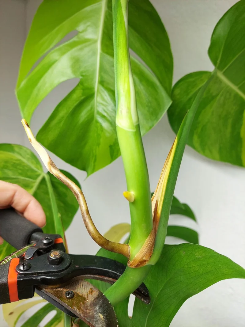 Monstera Aurea Stecklinge