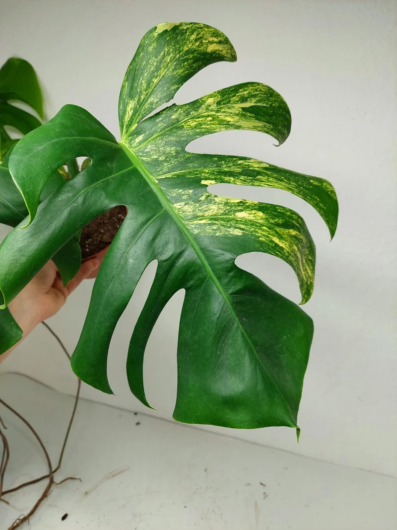 Monstera Aurea Stecklinge