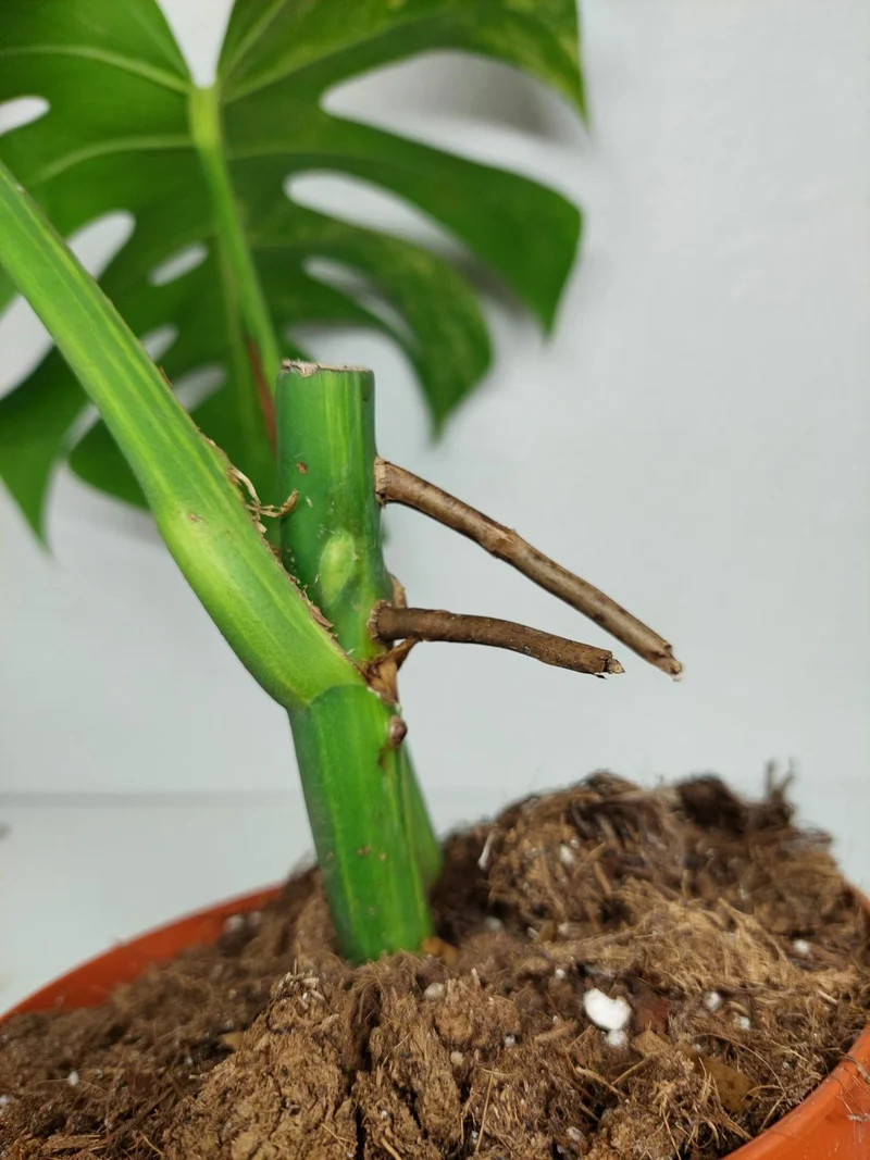 Monstera Aurea Stecklinge