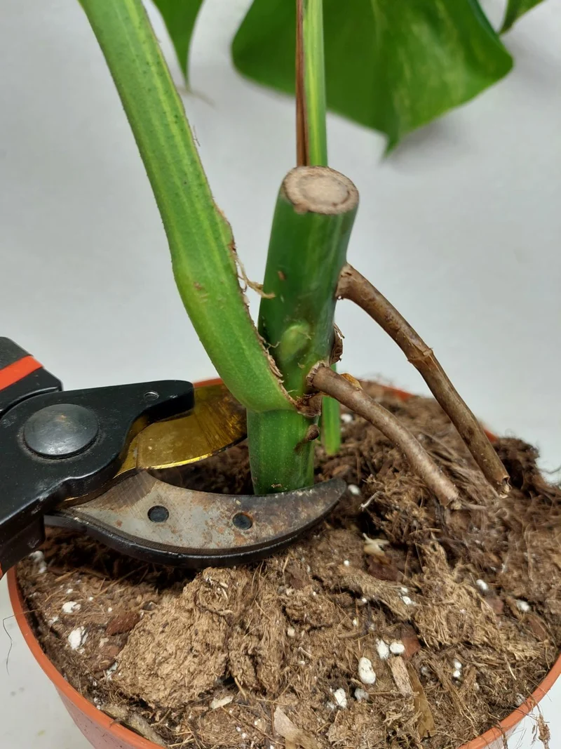 Monstera Aurea Stecklinge