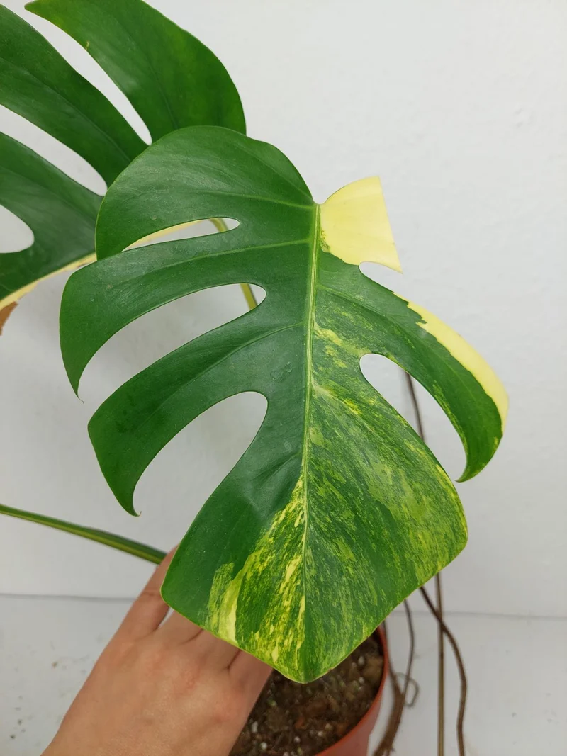Monstera Aurea Stecklinge