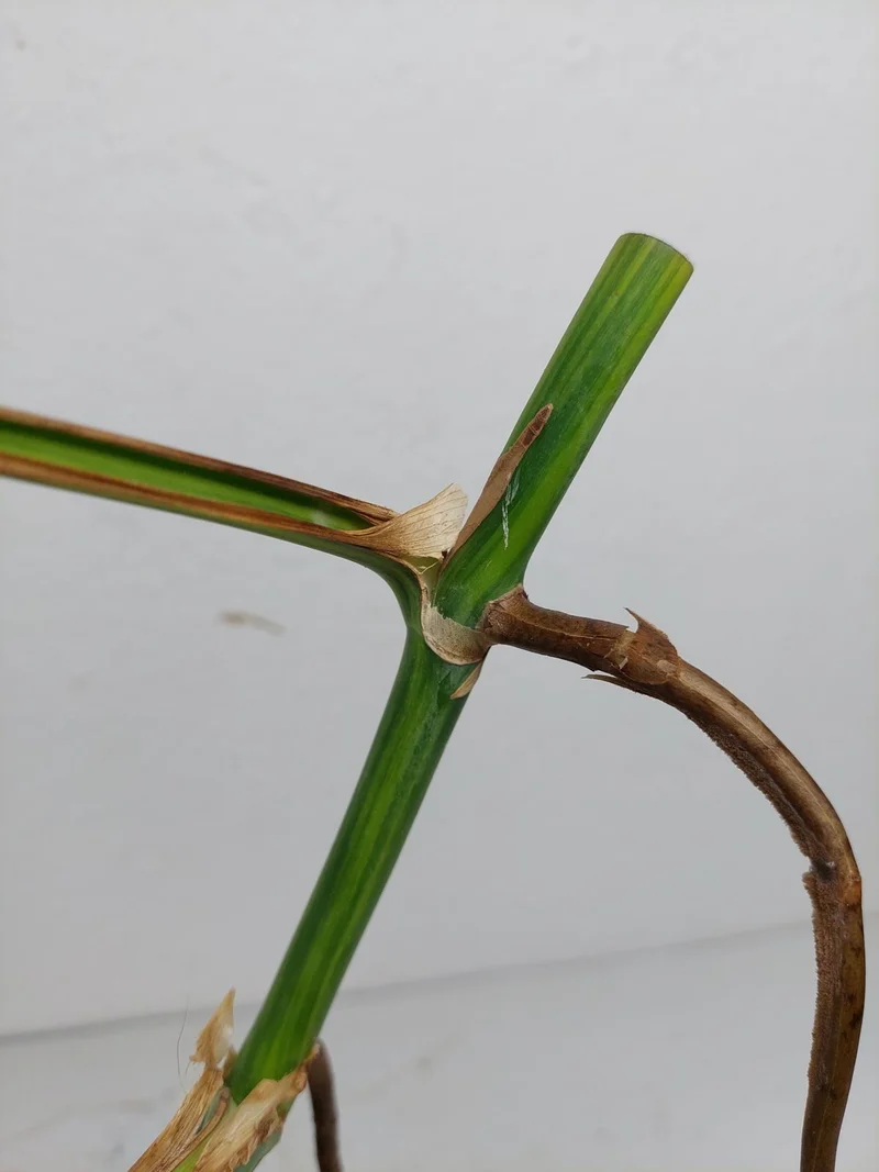Monstera Aurea Stecklinge