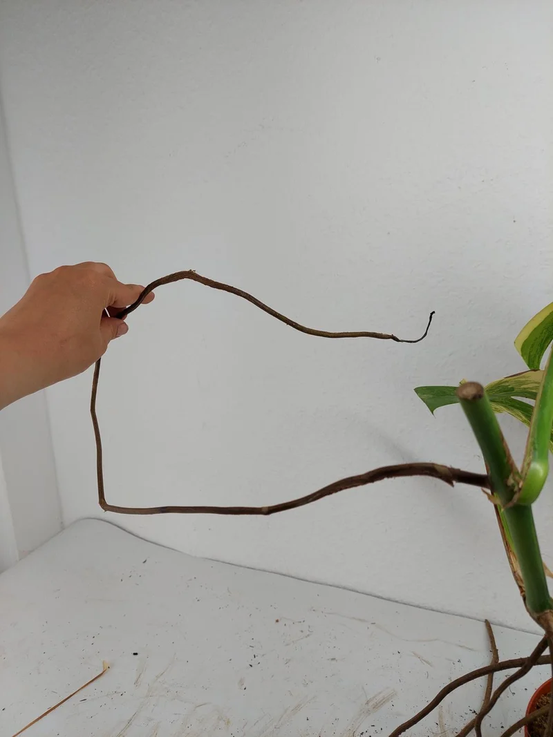Monstera Aurea Stecklinge