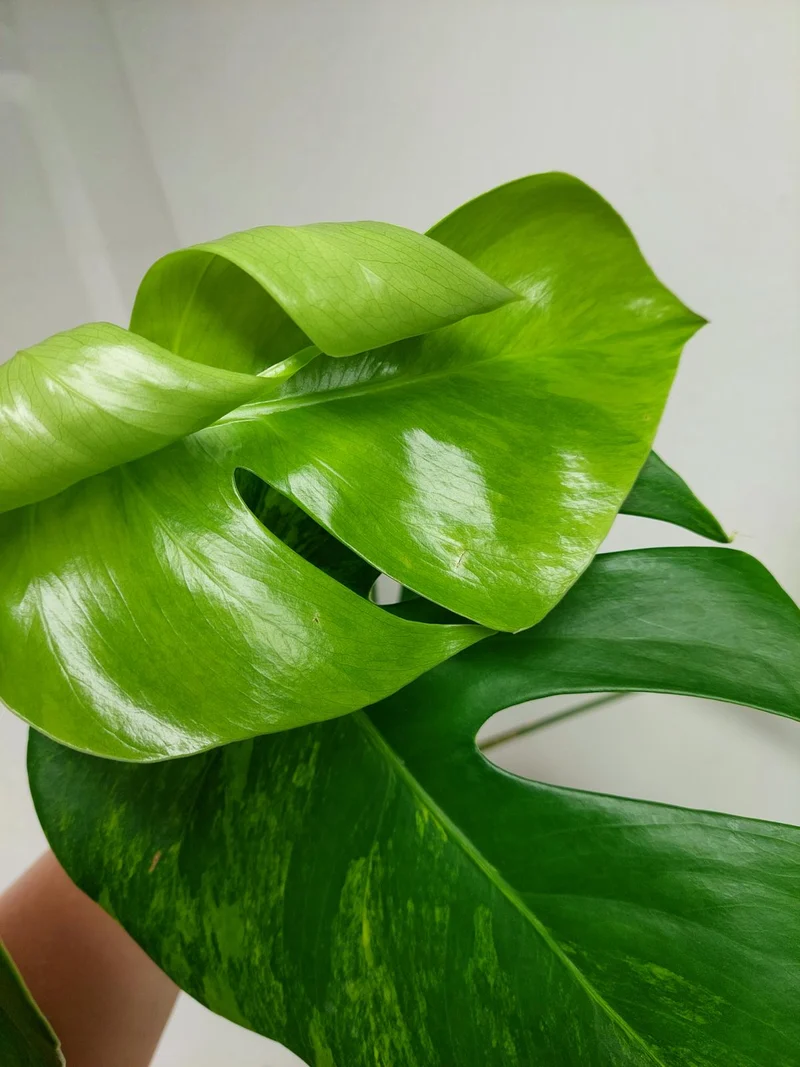 Monstera Aurea Stecklinge