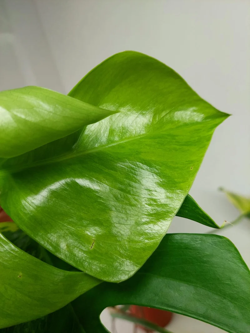 Monstera Aurea Stecklinge