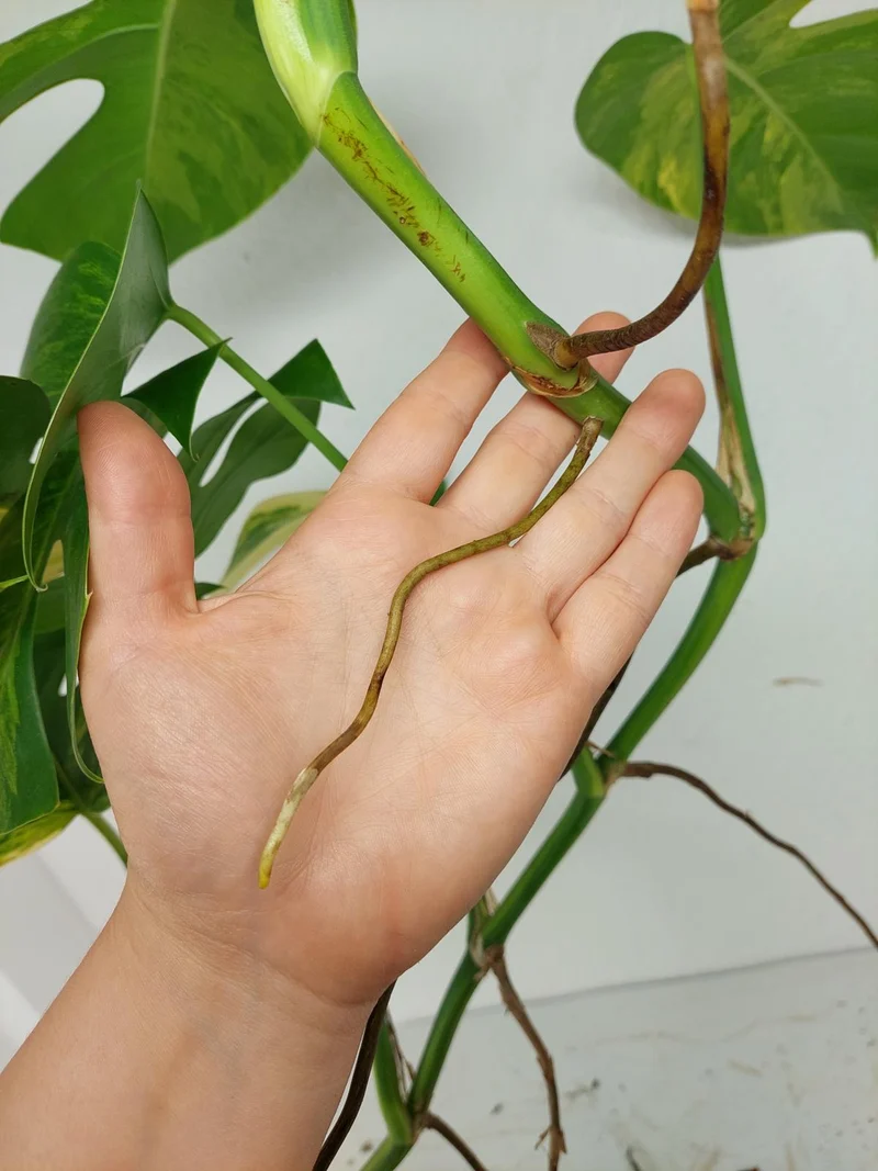 Monstera Aurea Stecklinge