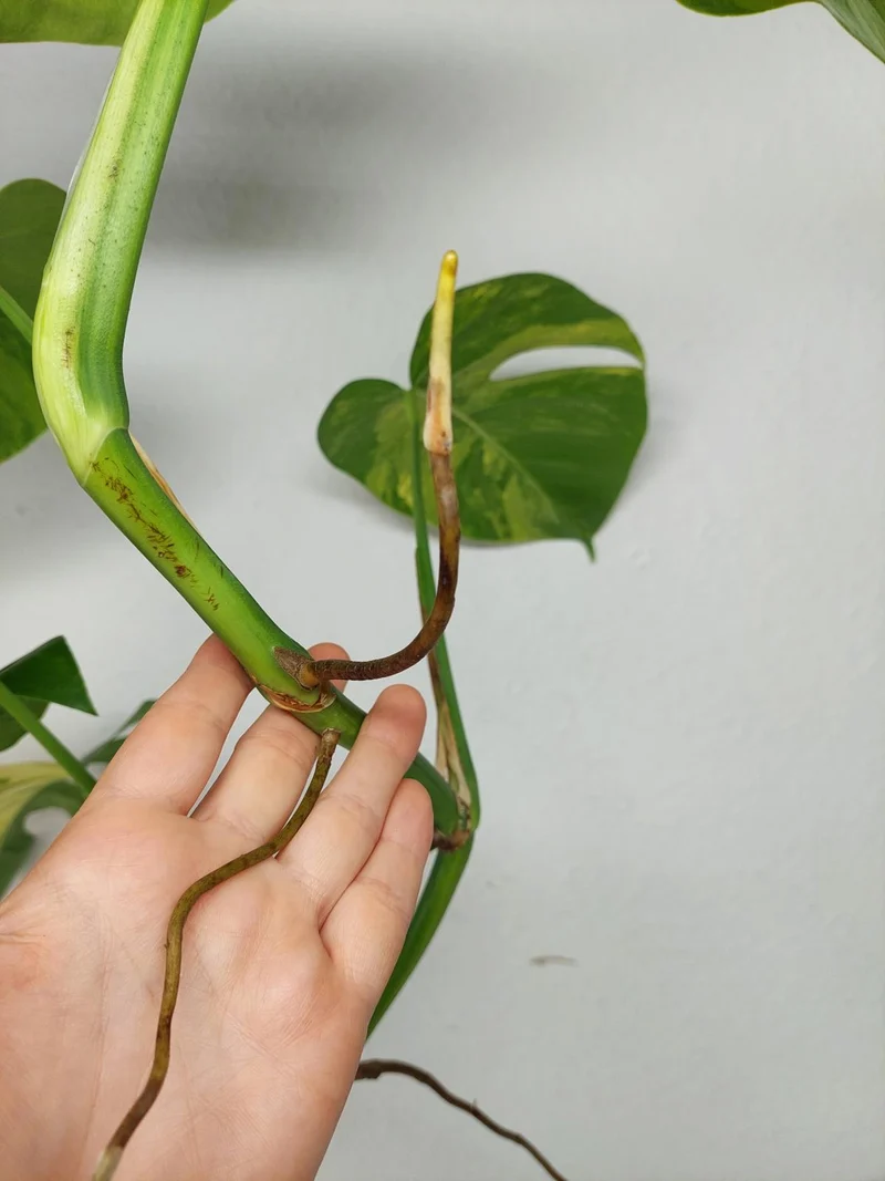Monstera Aurea Stecklinge