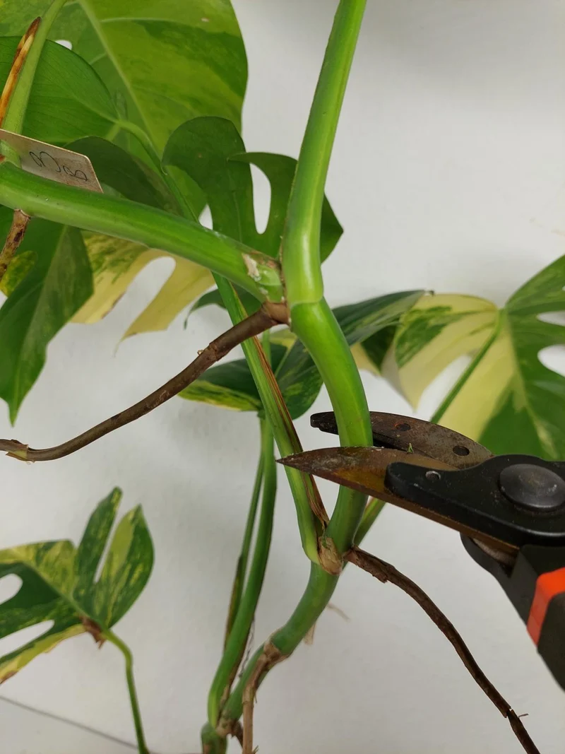 Monstera Aurea Stecklinge