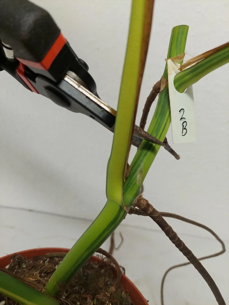 Monstera Aurea Stecklinge