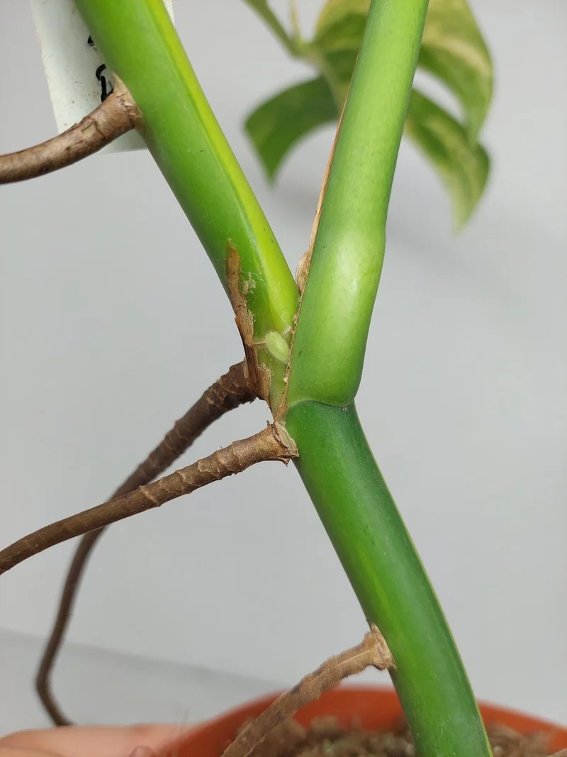 Monstera Aurea Stecklinge