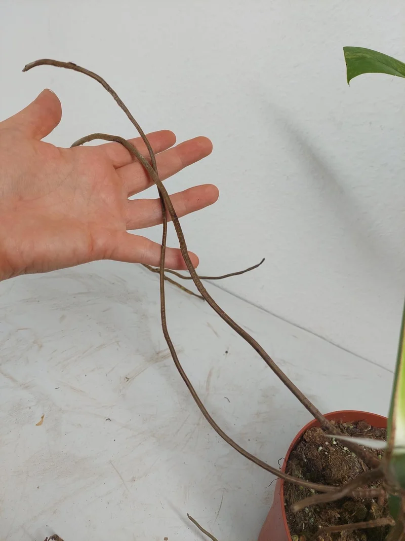 Monstera Aurea Stecklinge