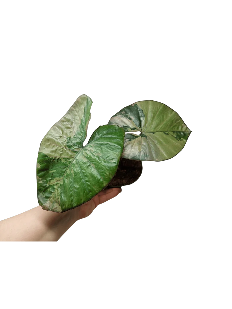 Sad Plants