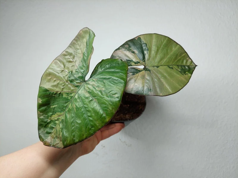 Sad Plants