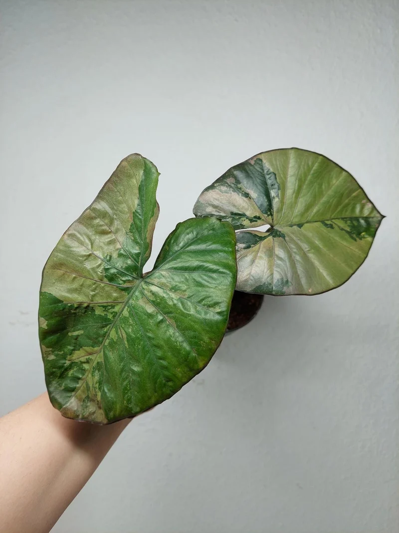 Sad Plants