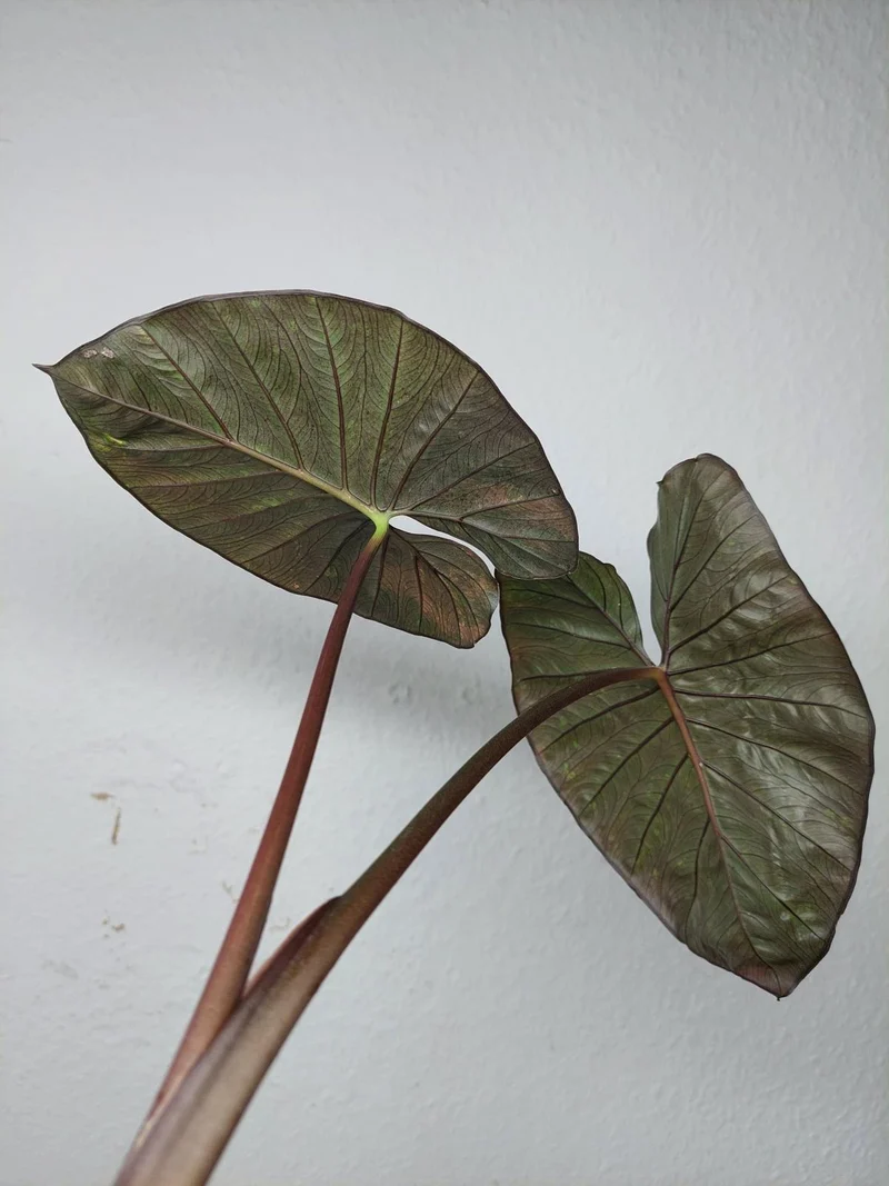 Sad Plants