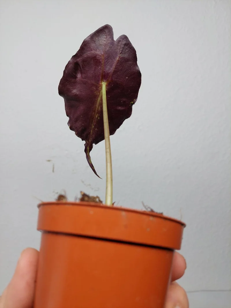 Sad Plants