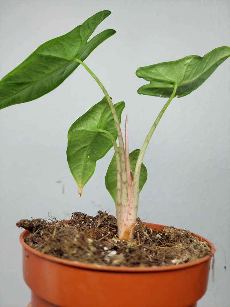 Sad Plants