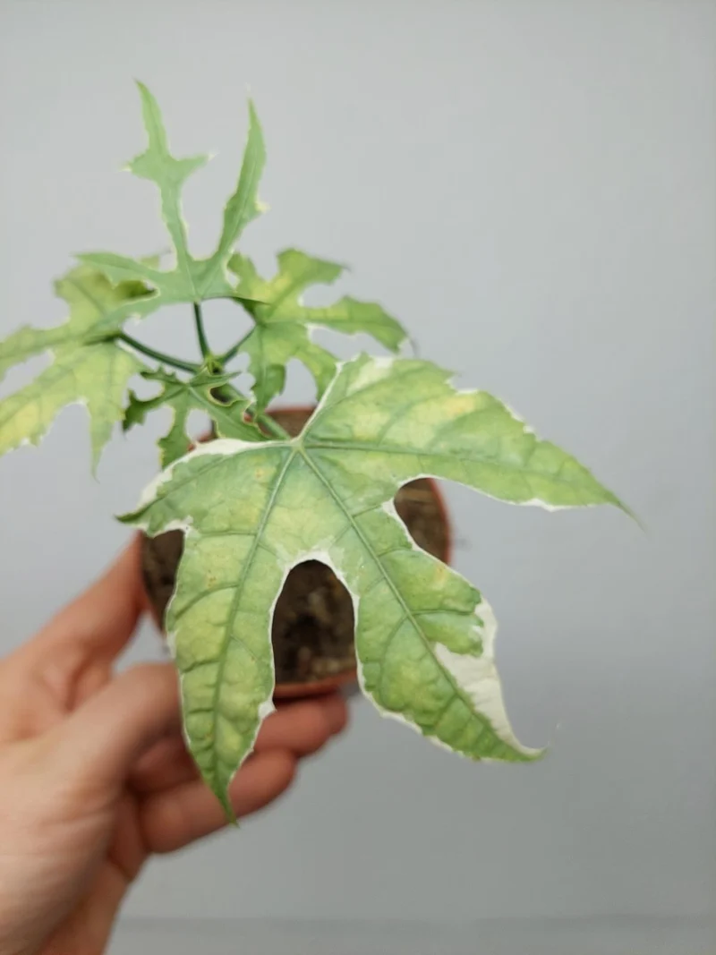 Sad Plants