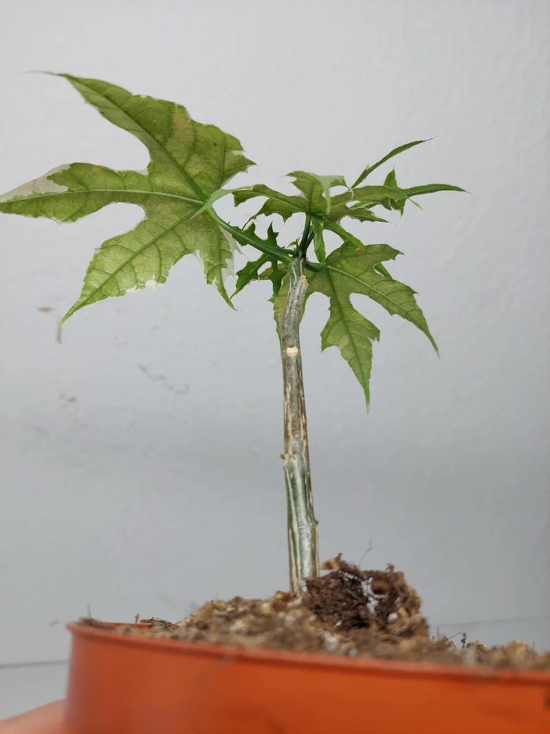 Sad Plants