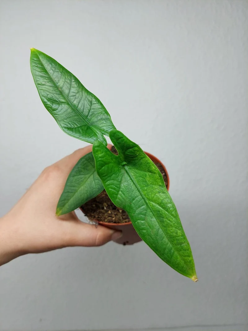 Sad Plants