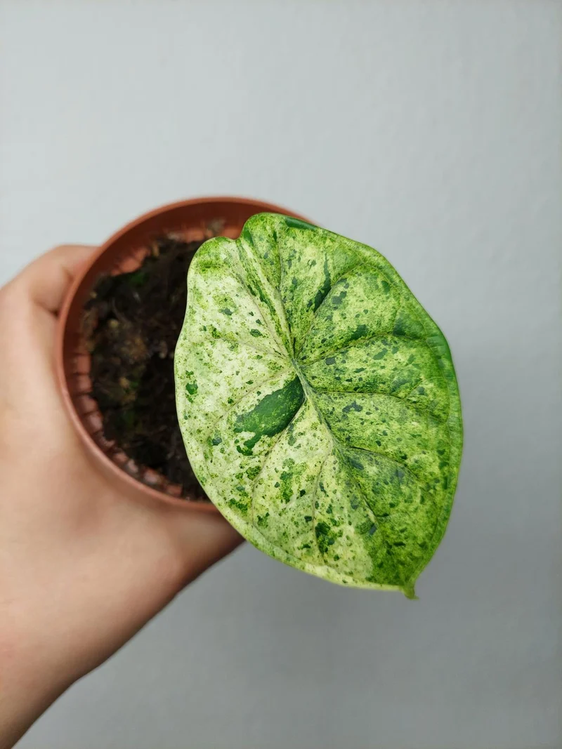 Sad Plants