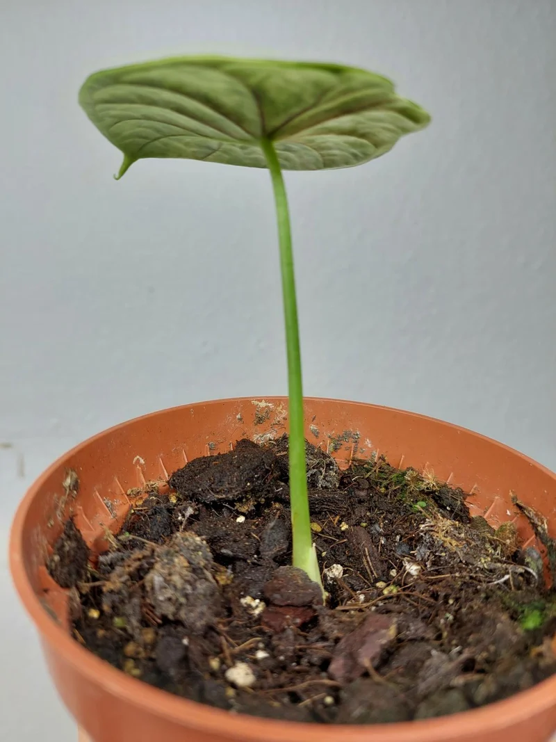 Sad Plants