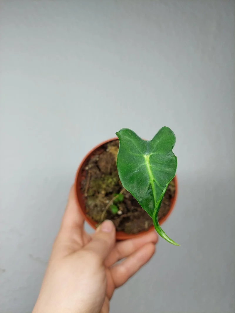 Sad Plants