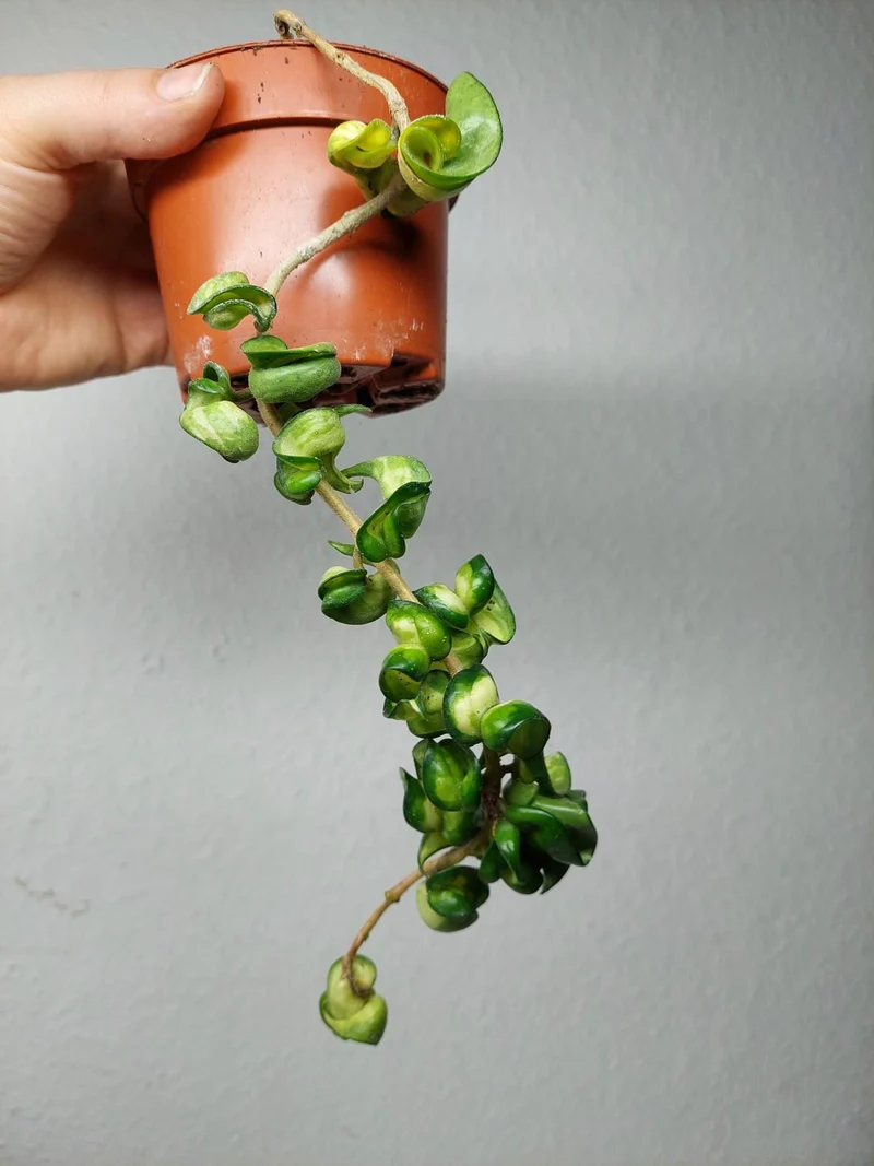 Sad Plants