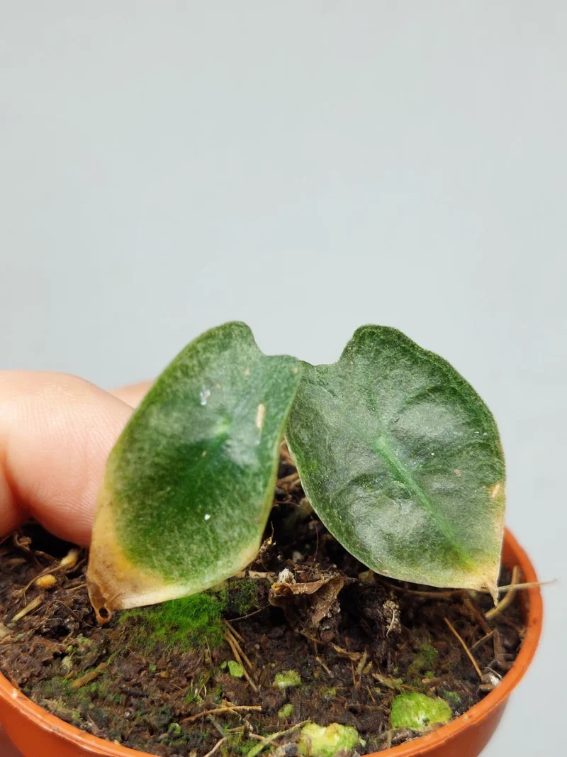 Sad Plants
