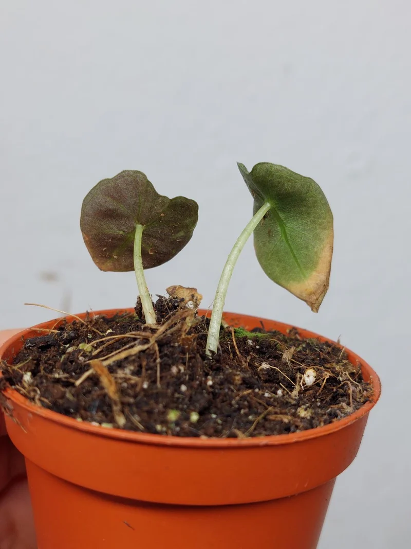 Sad Plants
