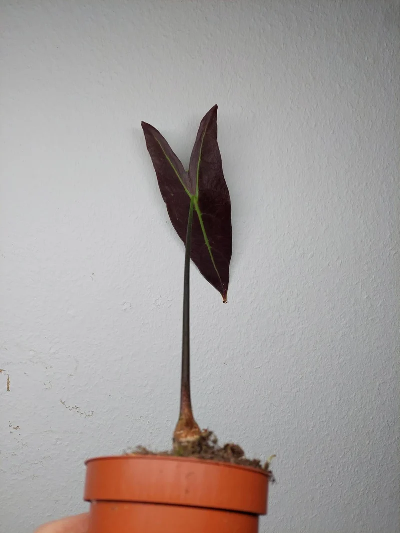 Sad Plants