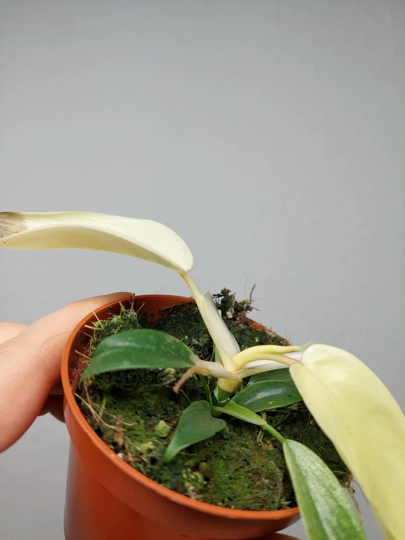 Sad Plants