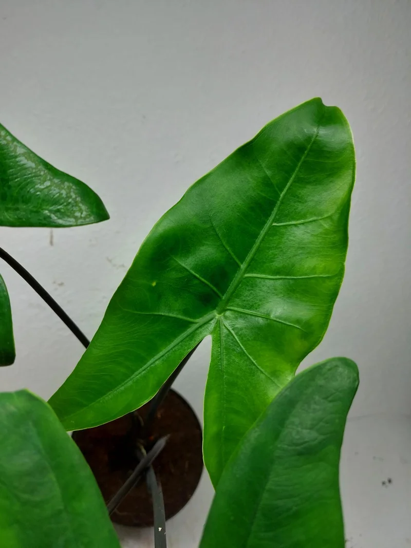 Sad Plants