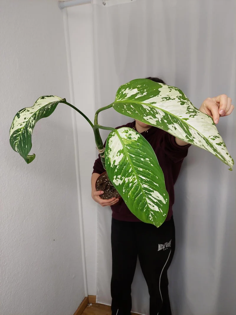 Sad Plants