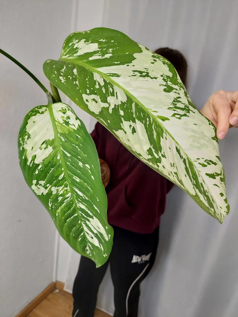 Sad Plants
